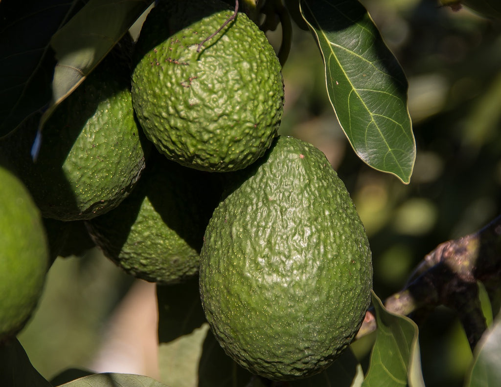 Proven Health Benefits Of Avocado Nutrition