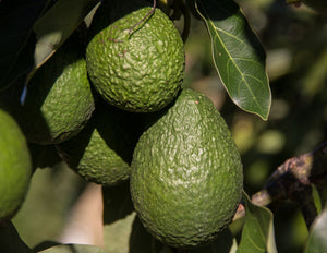 Proven Health Benefits Of Avocado Nutrition